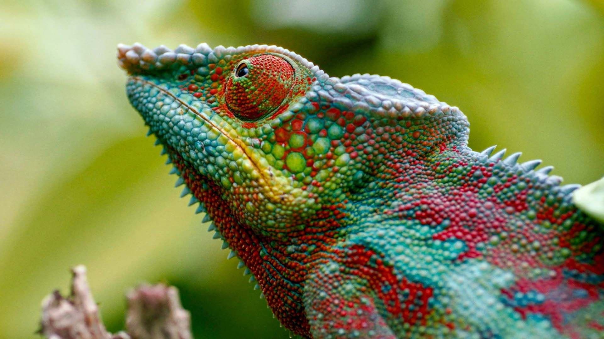 Madagascar or the Great Carnival of the Chameleons backdrop