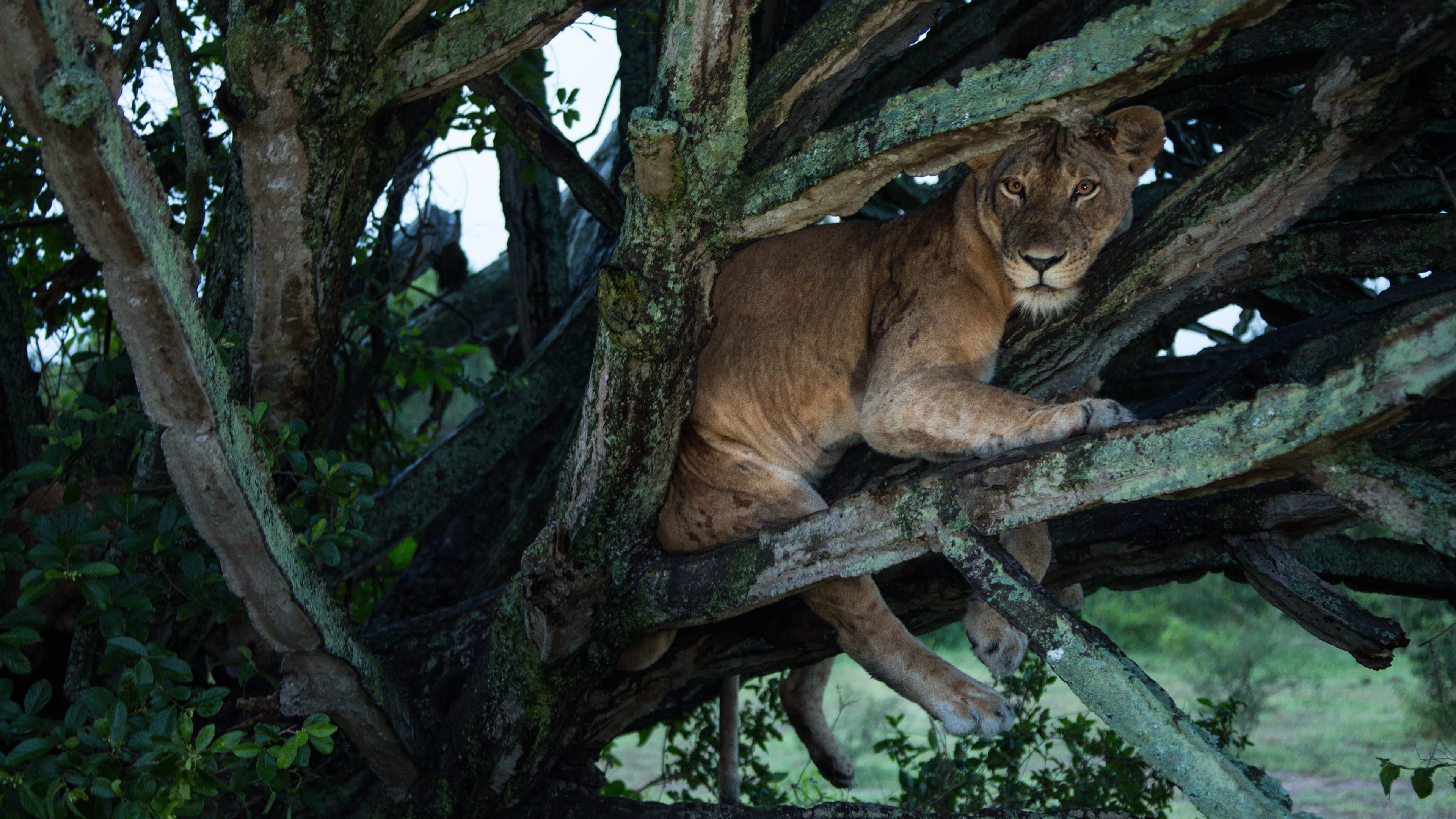 Tree Climbing Lions backdrop