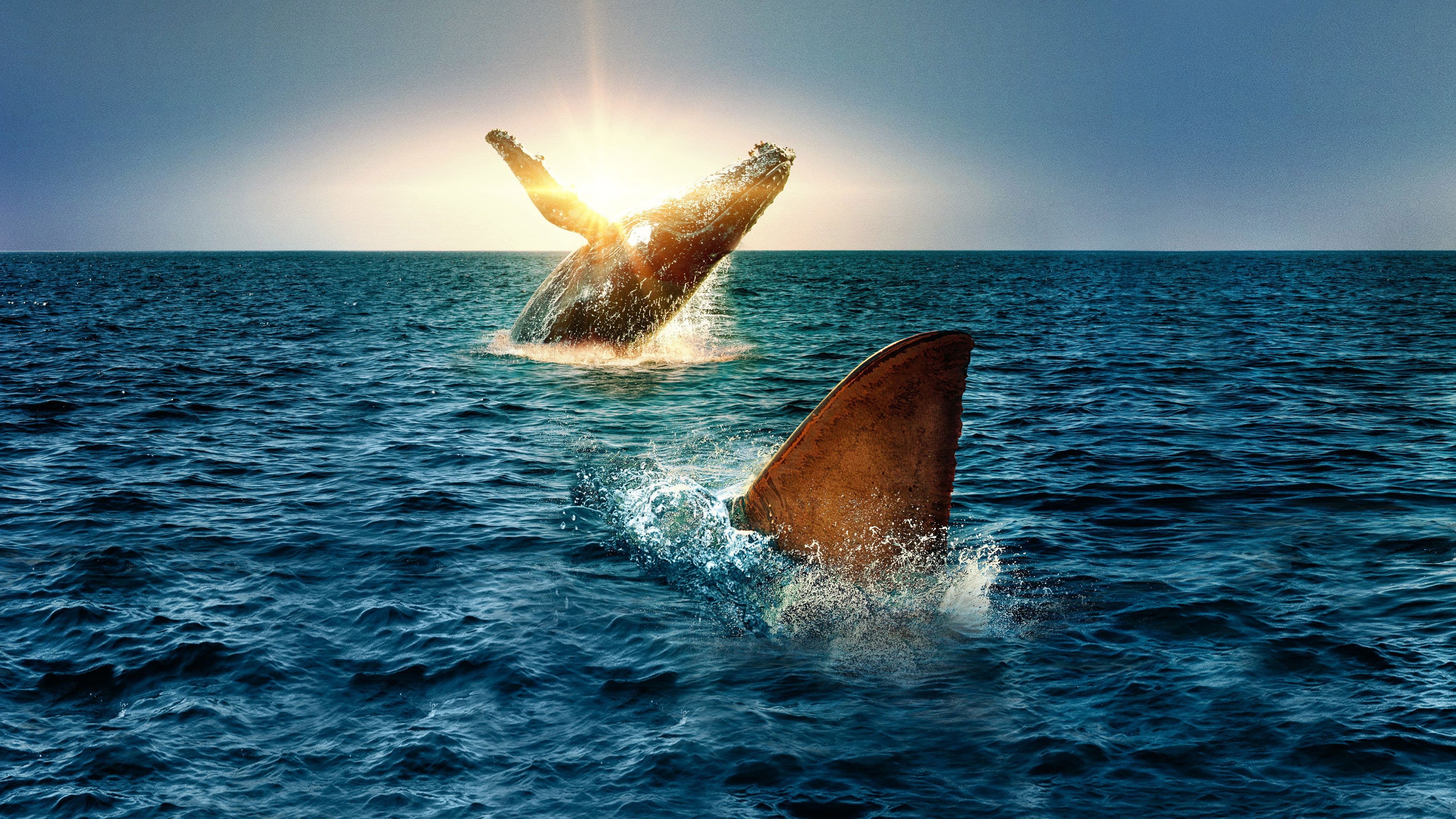 Shark Vs. Whale backdrop
