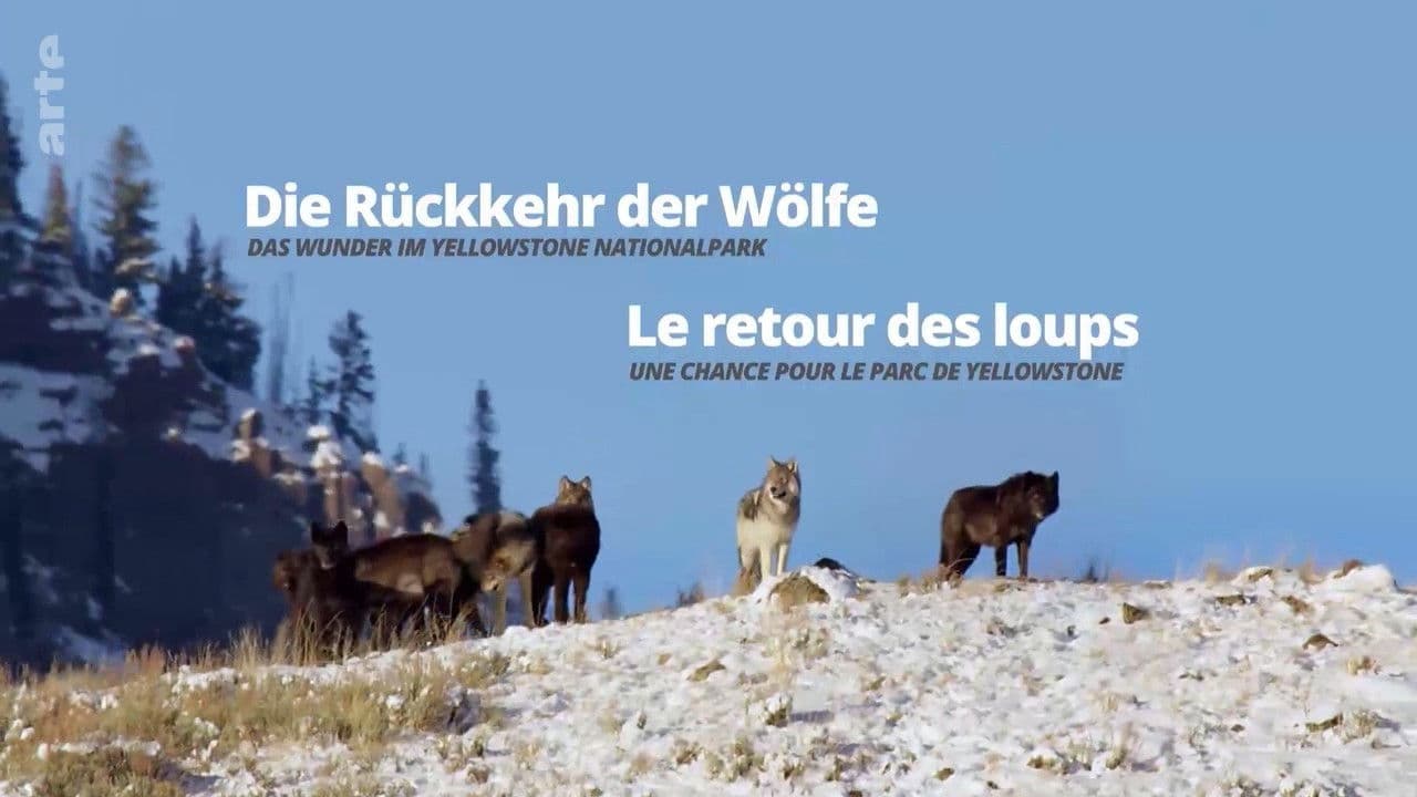 The Return of the Wolves: The Miracle in Yellowstone National Park backdrop
