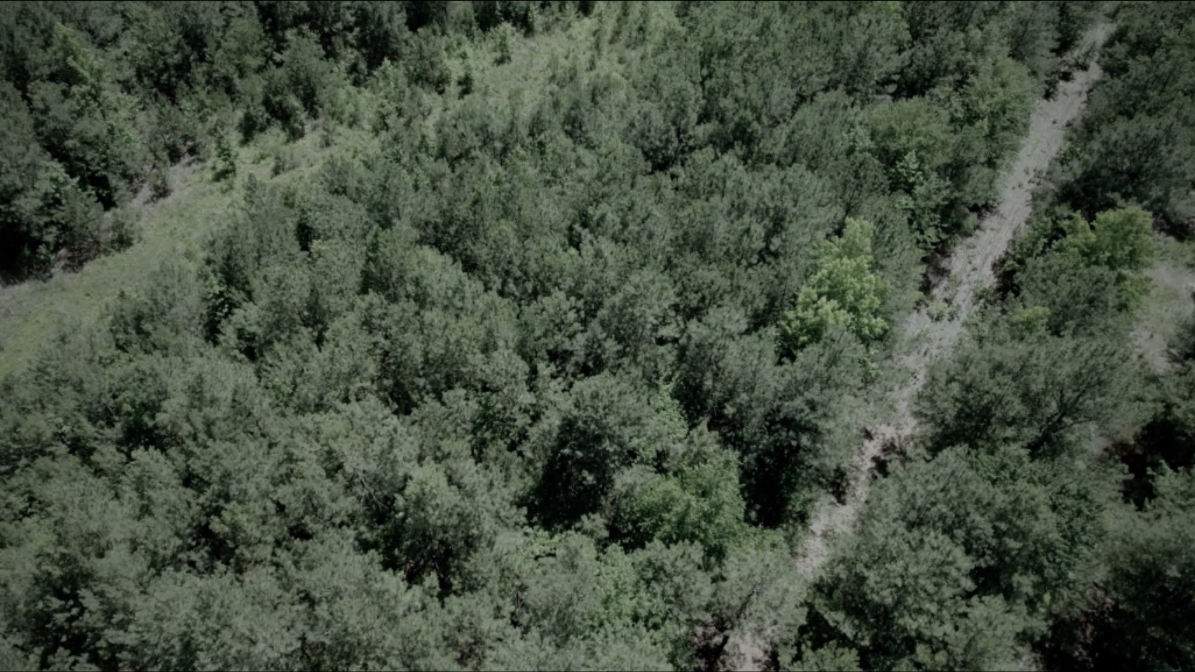 The Woods backdrop